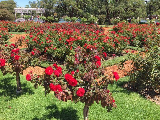 Rosedal de Palermo